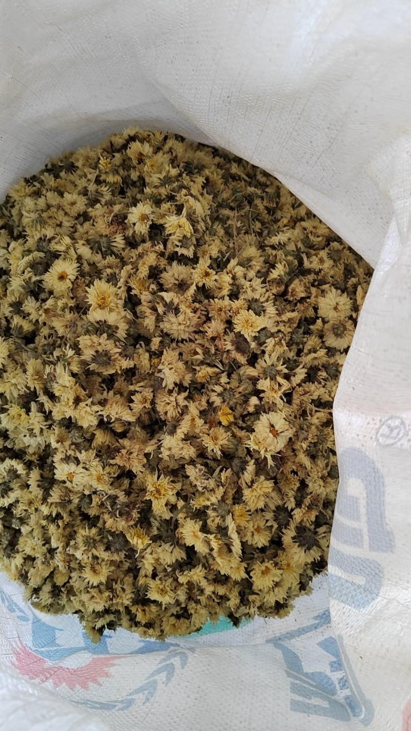 金丝皇菊茶