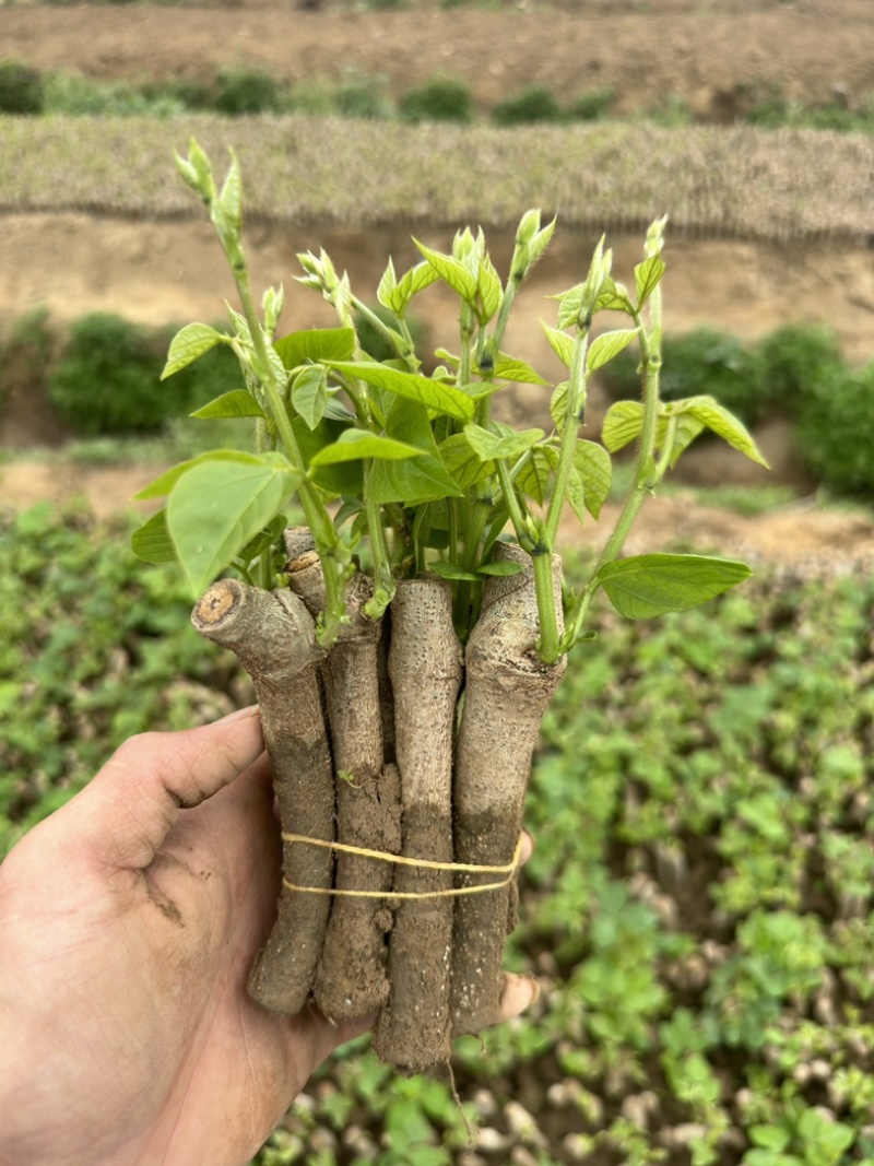 无渣粉葛，葛根种苗，高产粉葛苗，免费提供技术指导，包回收