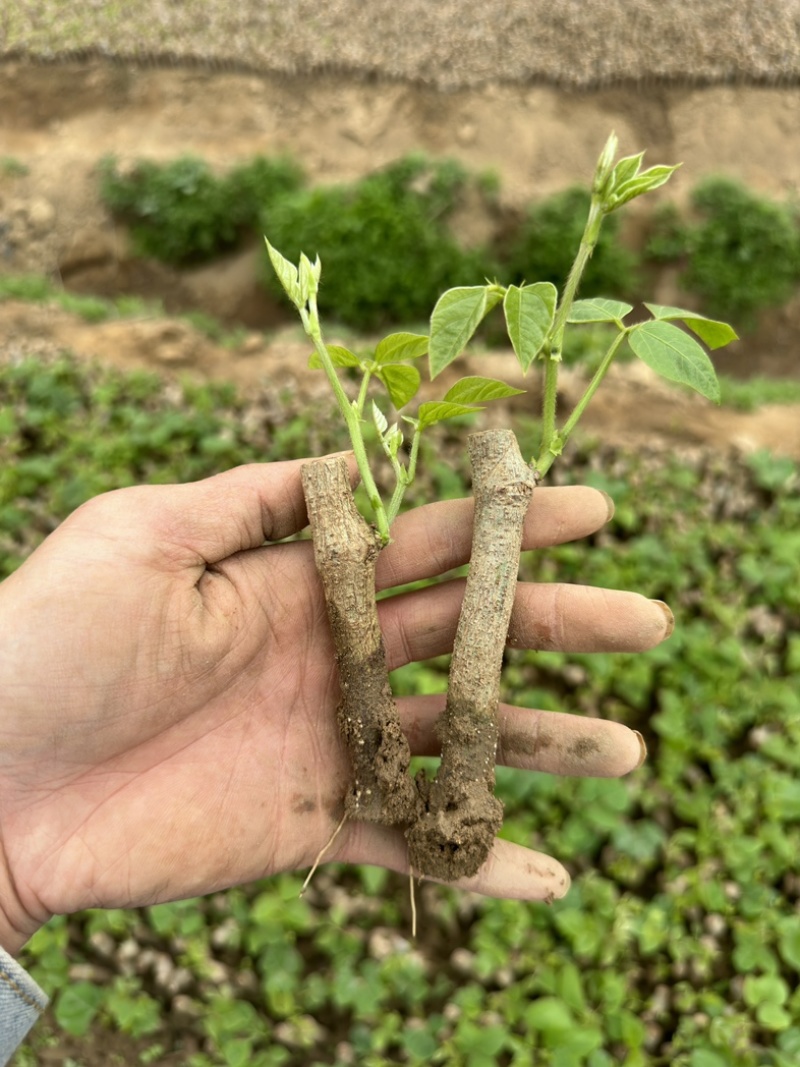 无渣粉葛，葛根种苗，高产粉葛苗，免费提供技术指导，包回收
