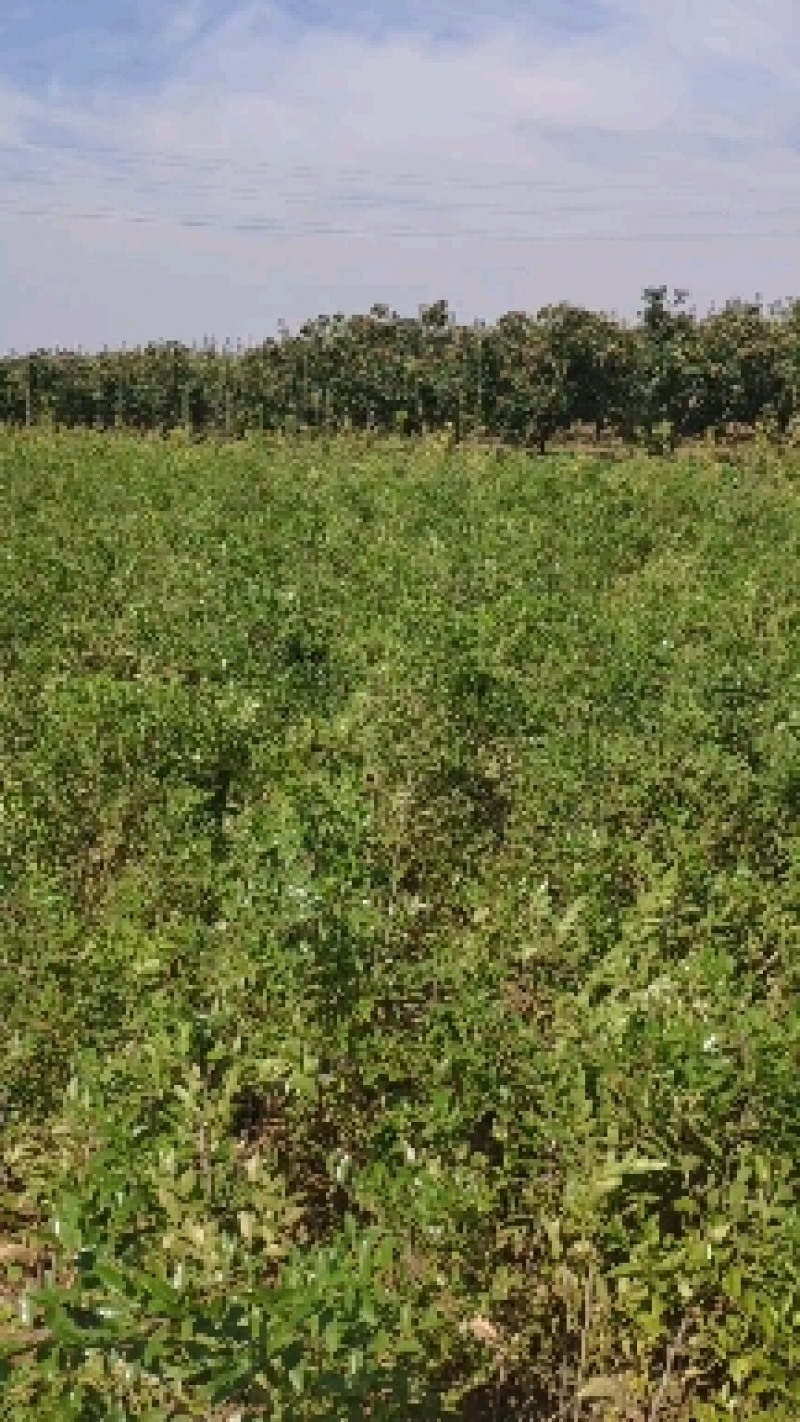 晋枣3号高产药用酸枣苗
