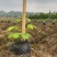 无渣粉葛，葛根种苗，高产粉葛苗，免费提供技术指导，包回收