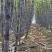 山东菏泽甘蔗