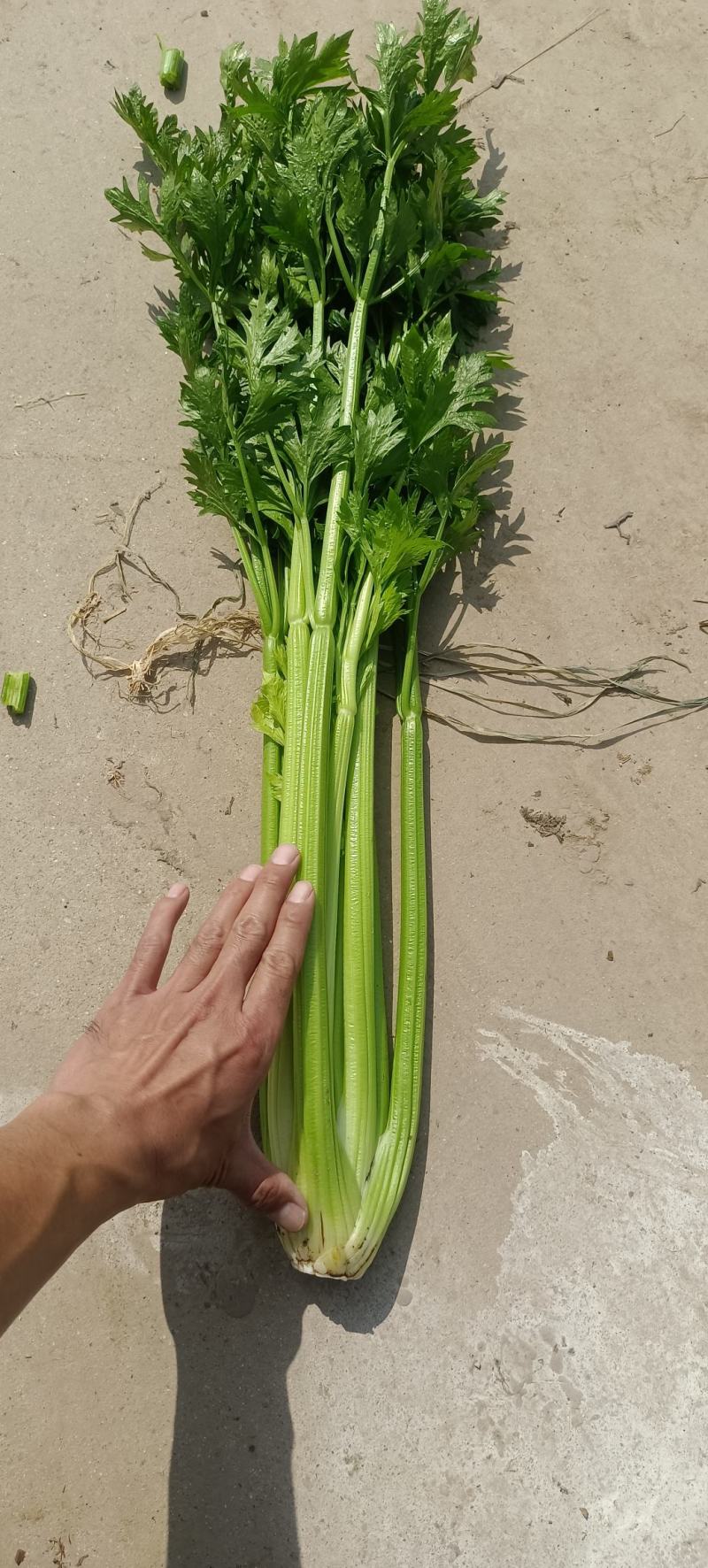西芹