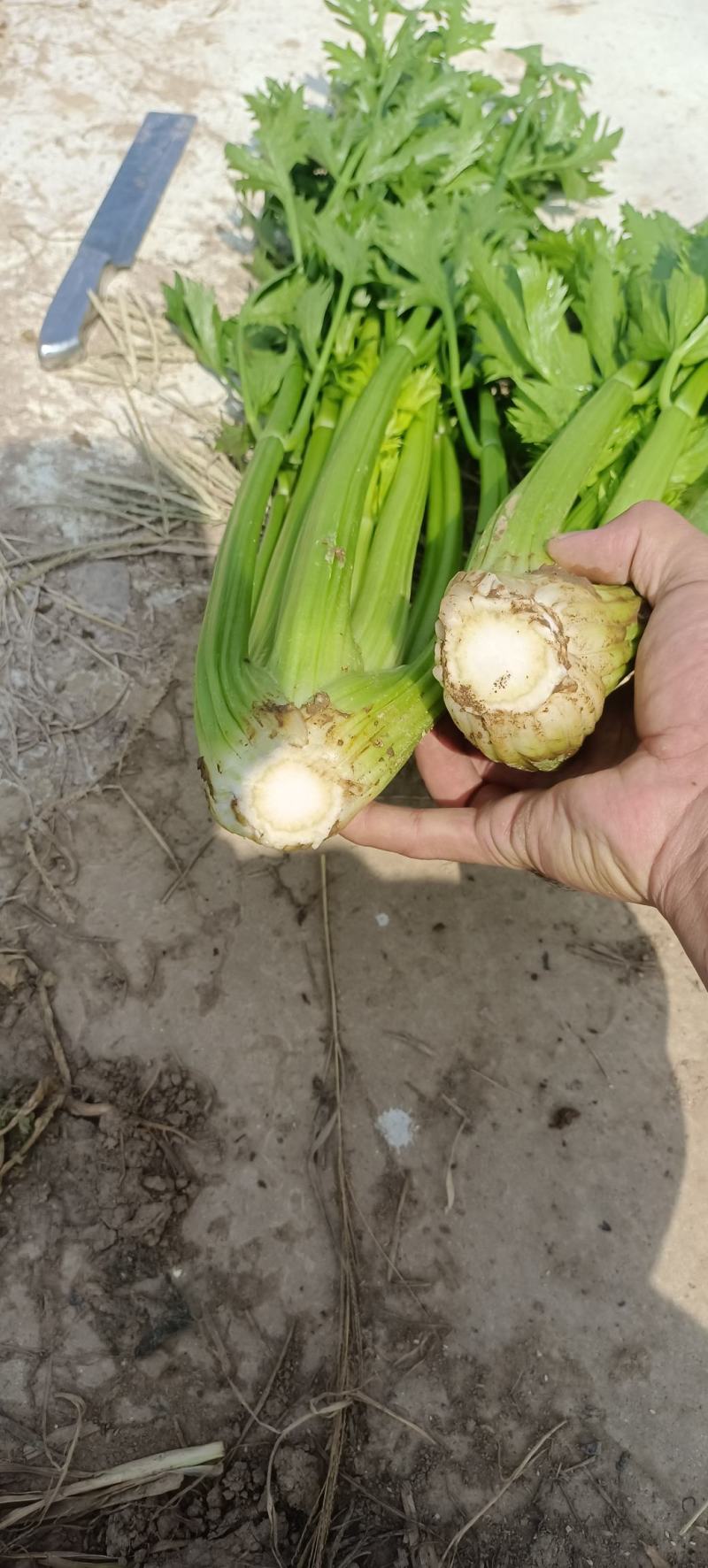 西芹