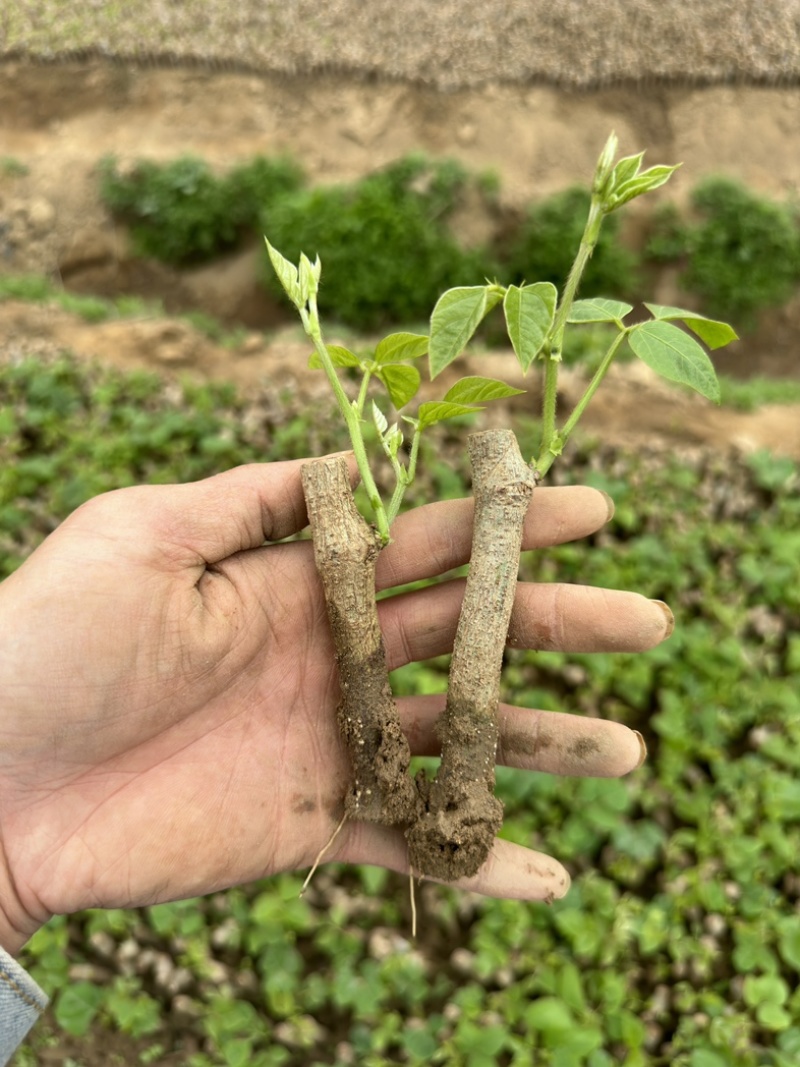 广西无渣粉葛种苗，葛根带芽苗诚信合作免费提供技术指导