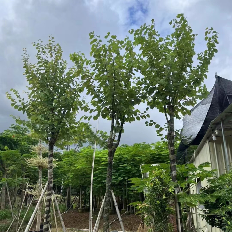 宫粉紫荆