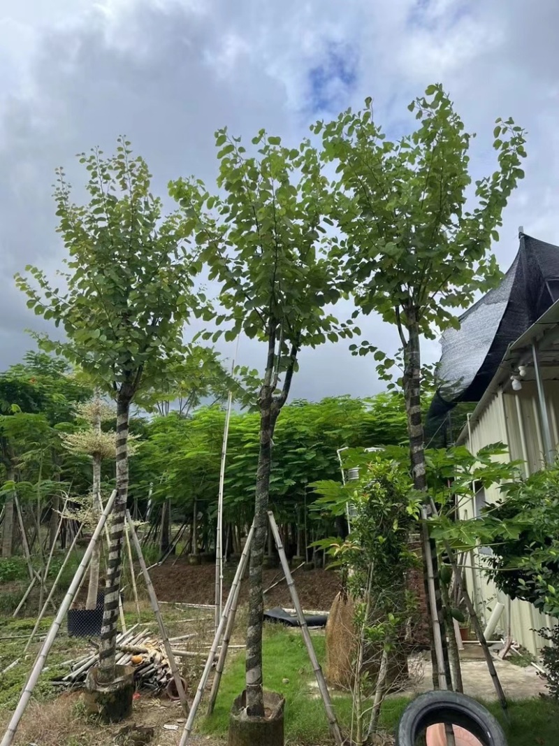 宫粉紫荆