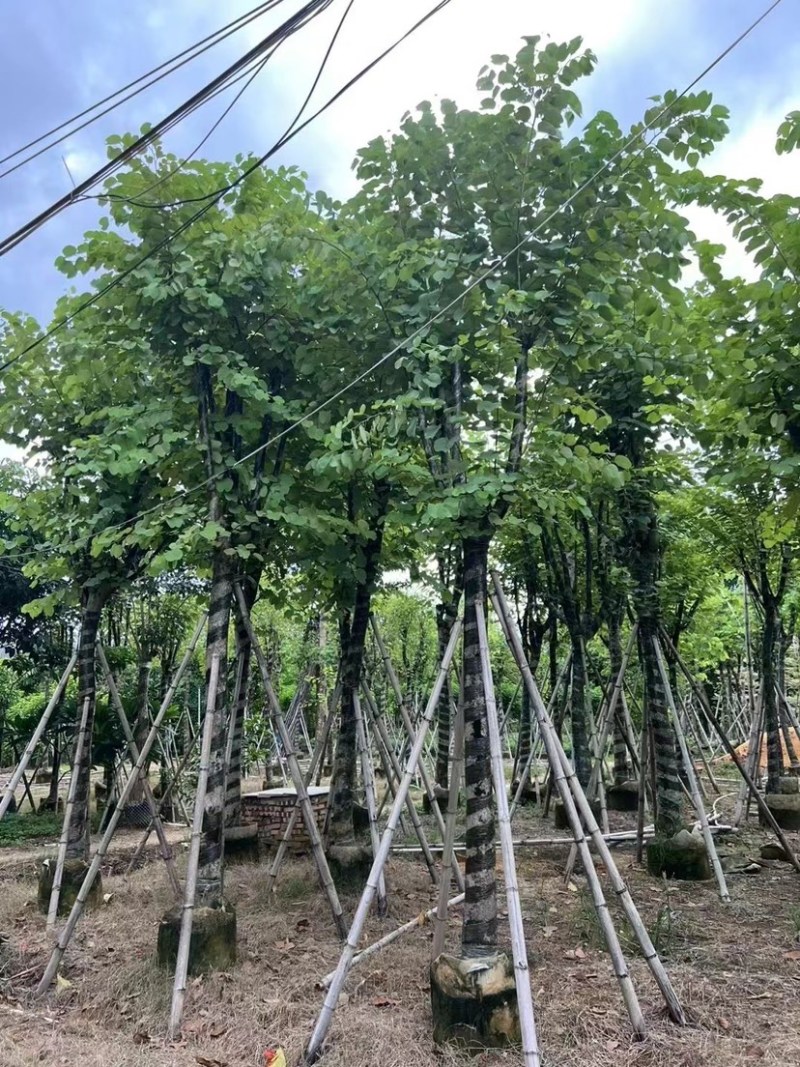 宫粉紫荆