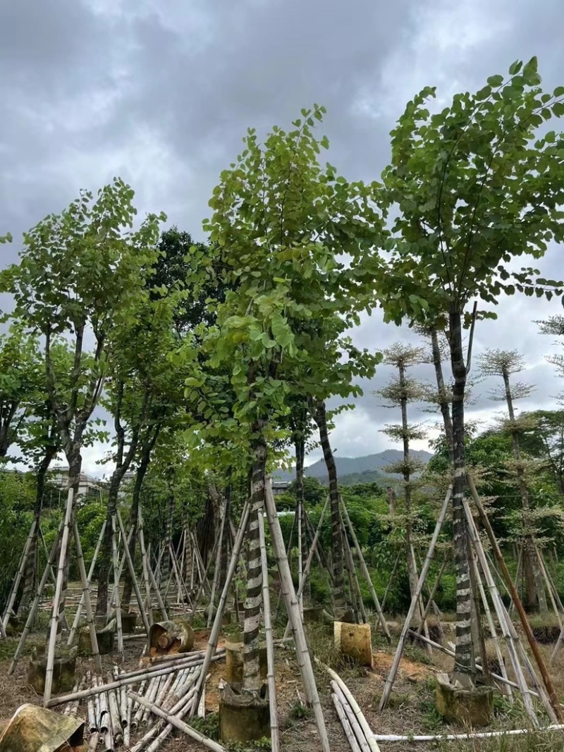 宫粉紫荆