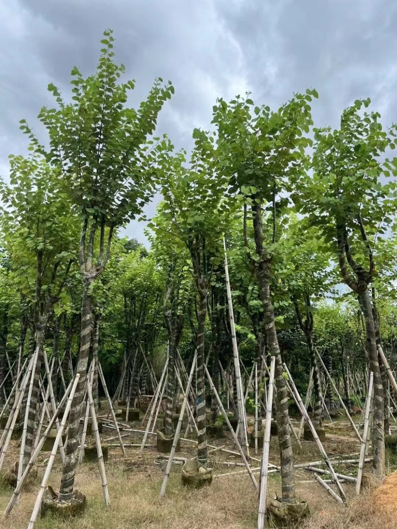 宫粉紫荆