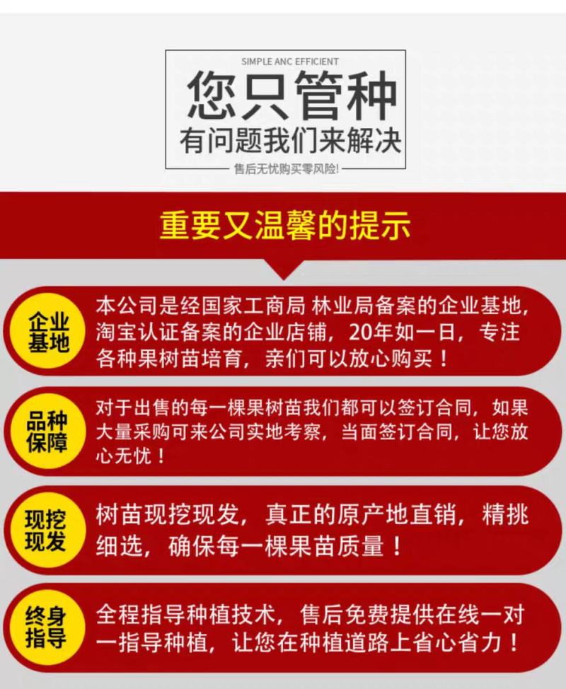 桃树苗特大晚熟中华寿桃金秋红蜜桃苗果园直销一手货源包技术