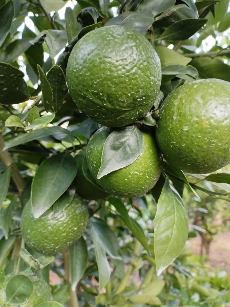 黄帝柑
