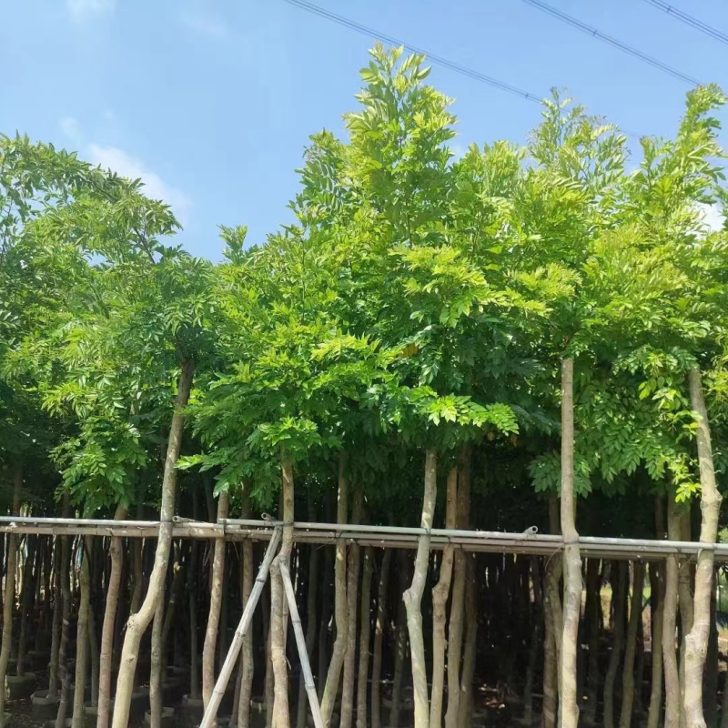 黄花梨