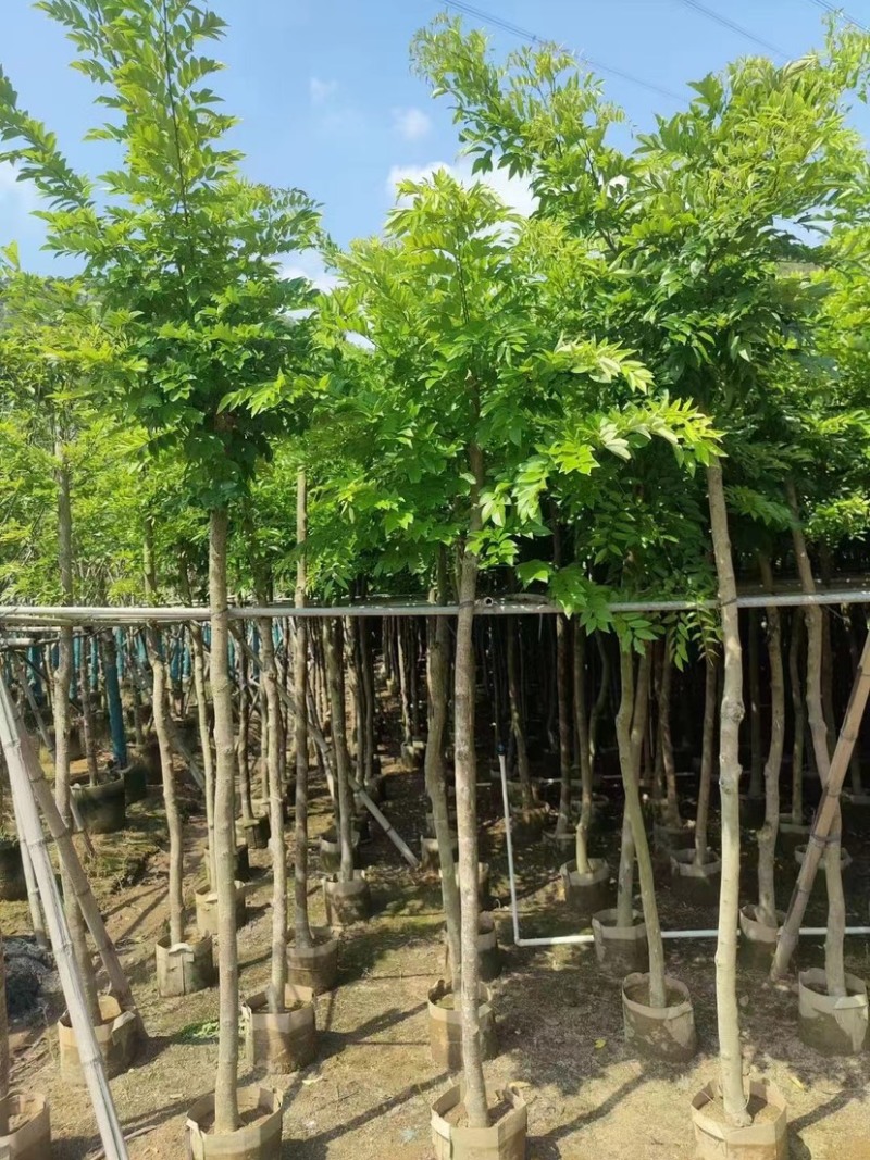 黄花梨