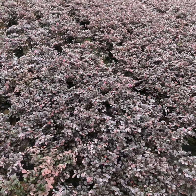 红继木