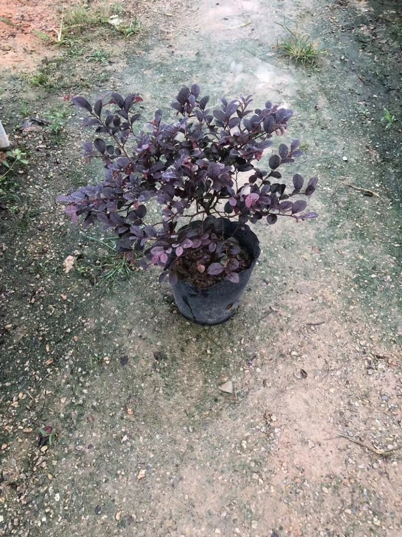 红继木