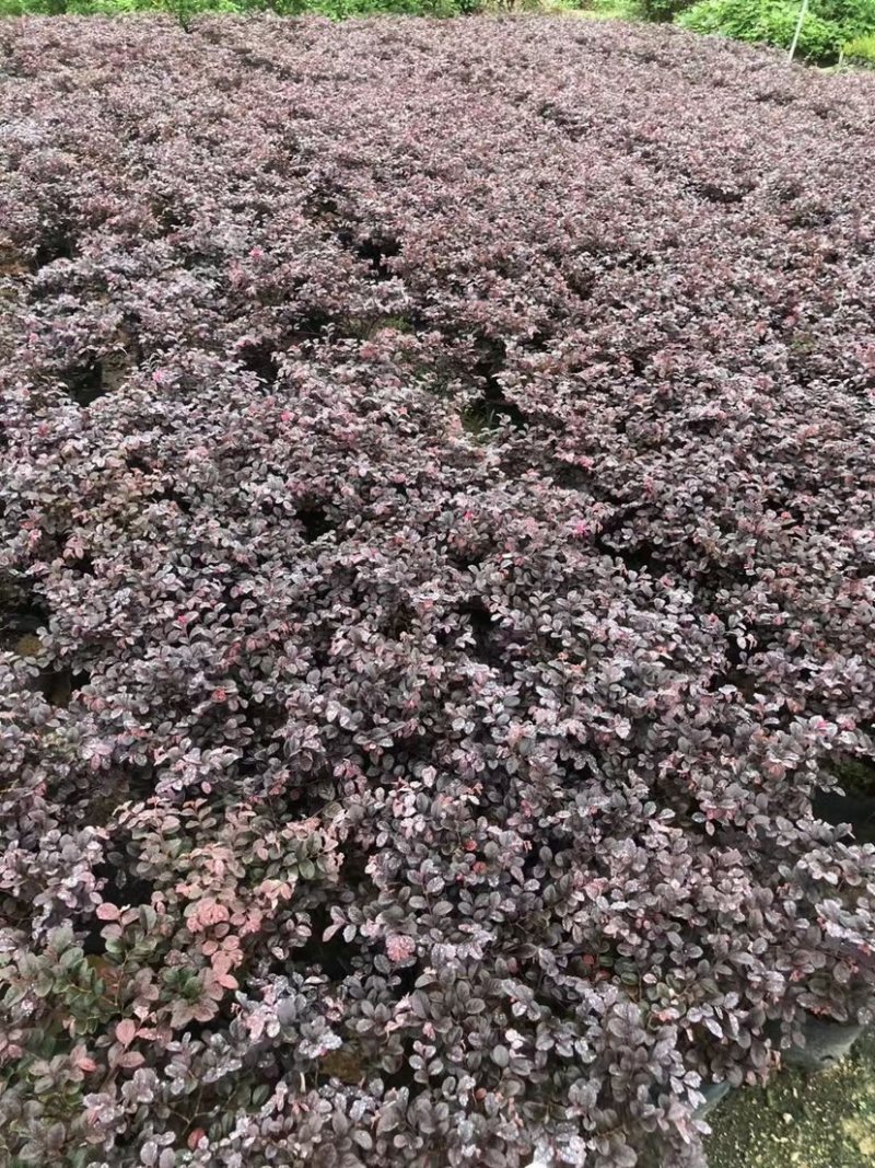 红继木