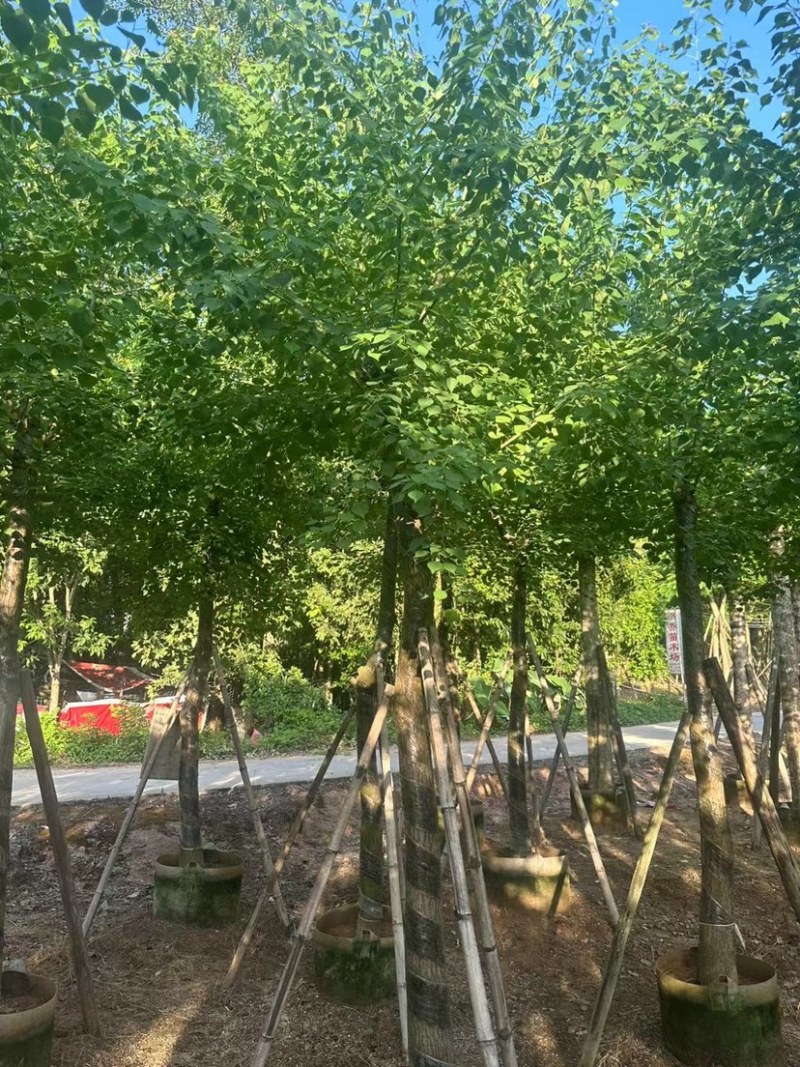 乌桕