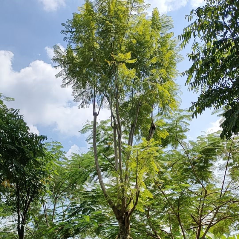 蓝花楹18～25公分基地直发规格齐全质量优质