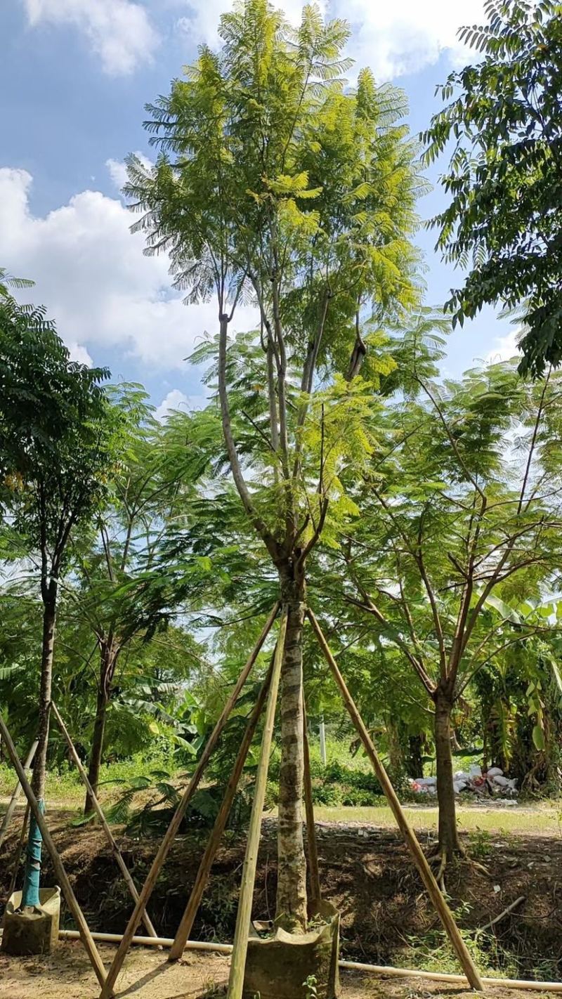 蓝花楹18～25公分基地直发规格齐全质量优质
