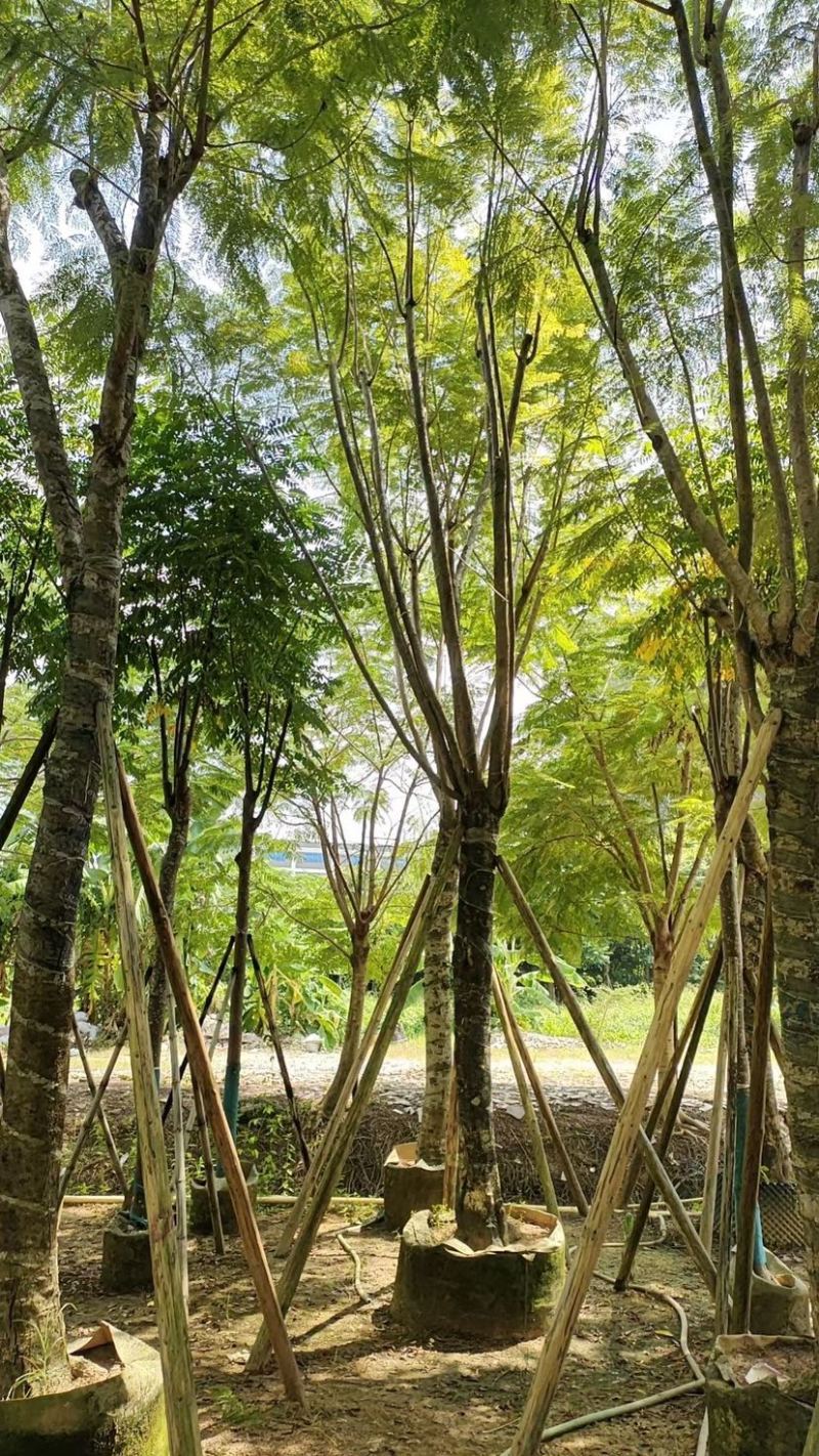 蓝花楹18～25公分基地直发规格齐全质量优质