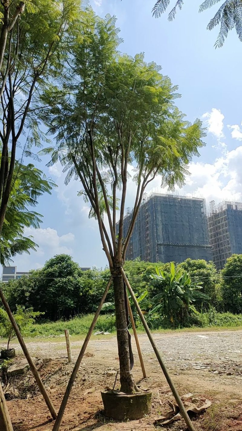 蓝花楹18～25公分基地直发规格齐全质量优质
