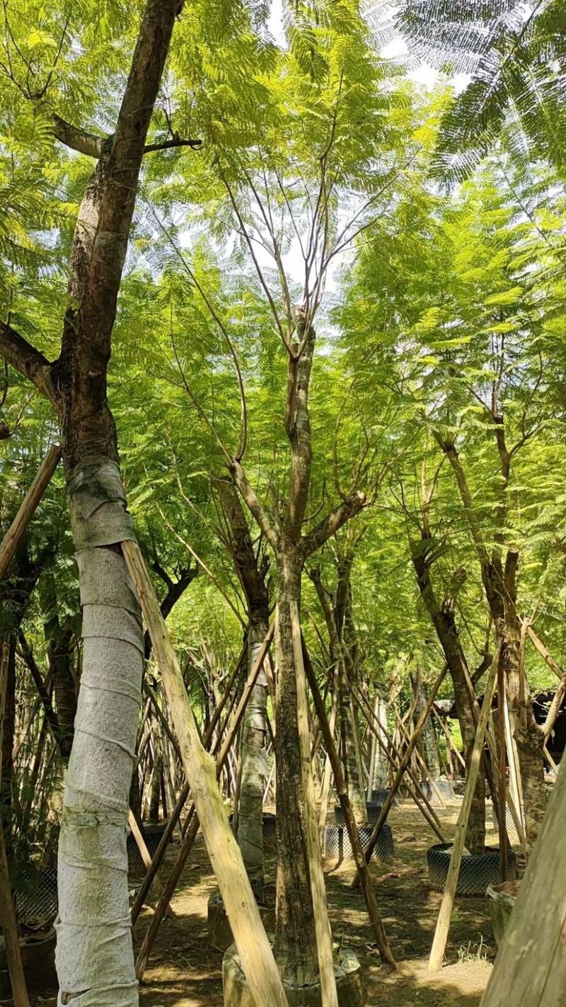 蓝花楹18～25公分基地直发规格齐全质量优质