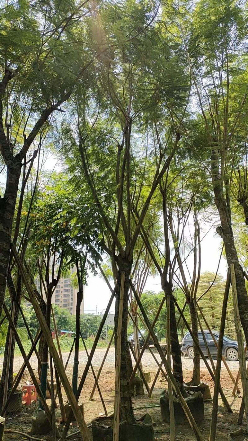 蓝花楹18～25公分基地直发规格齐全质量优质