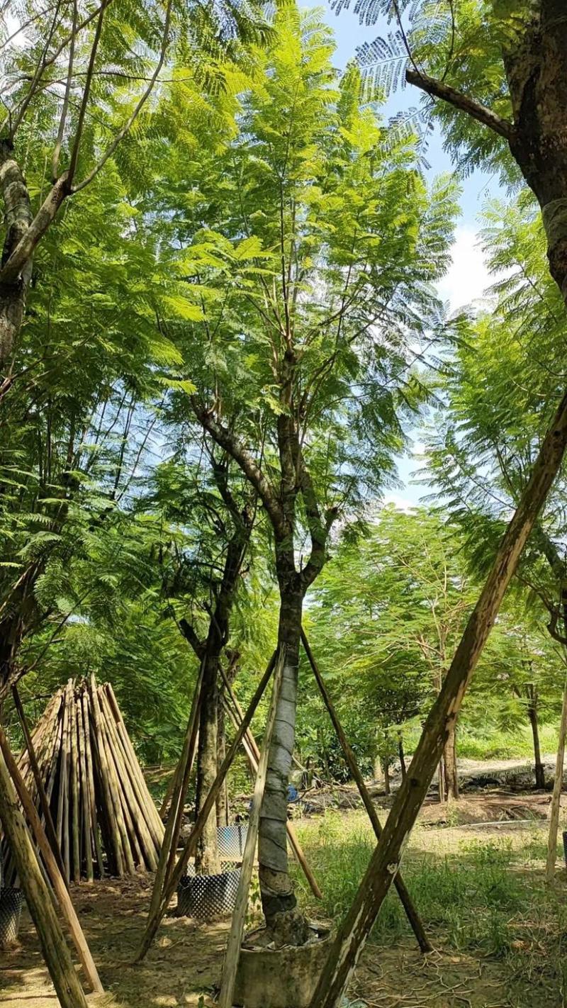 蓝花楹18～25公分基地直发规格齐全质量优质