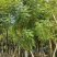 蓝花楹18～25公分基地直发规格齐全质量优质