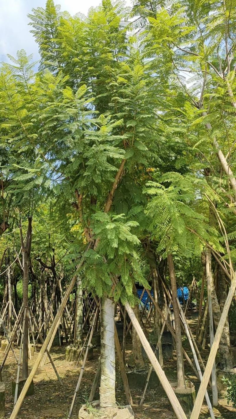 蓝花楹18～25公分基地直发规格齐全质量优质