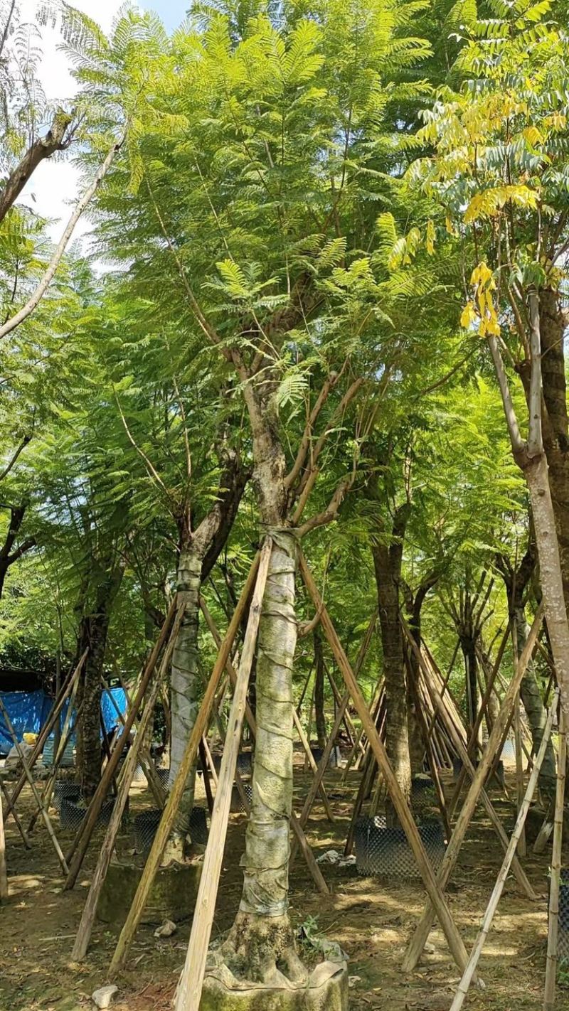 蓝花楹18～25公分基地直发规格齐全质量优质