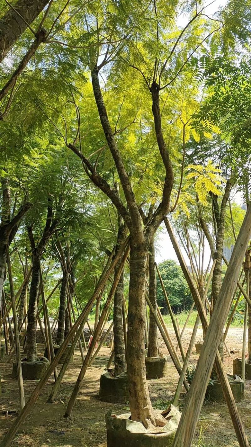 蓝花楹18～25公分基地直发规格齐全质量优质