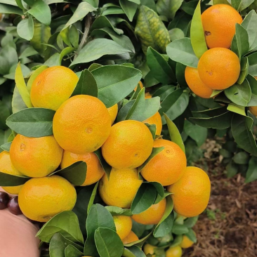 自家承包果园种植的沙糖桔