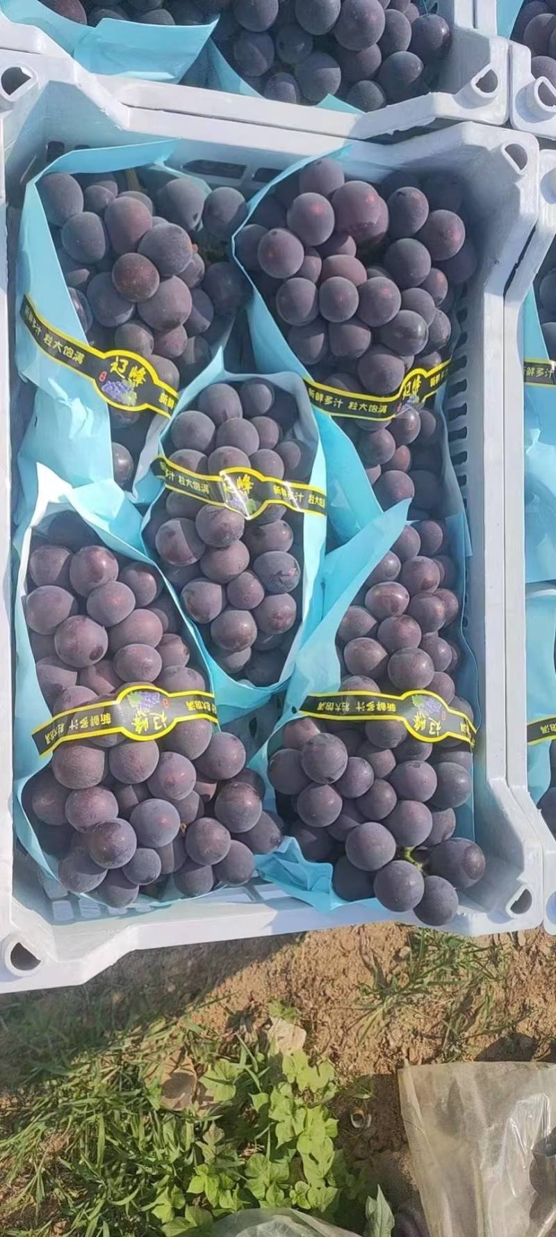 精品葡萄巨峰葡萄大量上市代发全国货源充足欢迎咨询