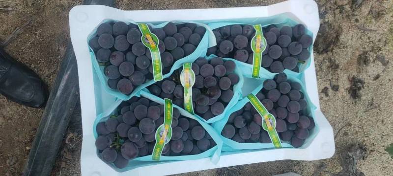 精品葡萄巨峰葡萄大量上市代发全国货源充足欢迎咨询