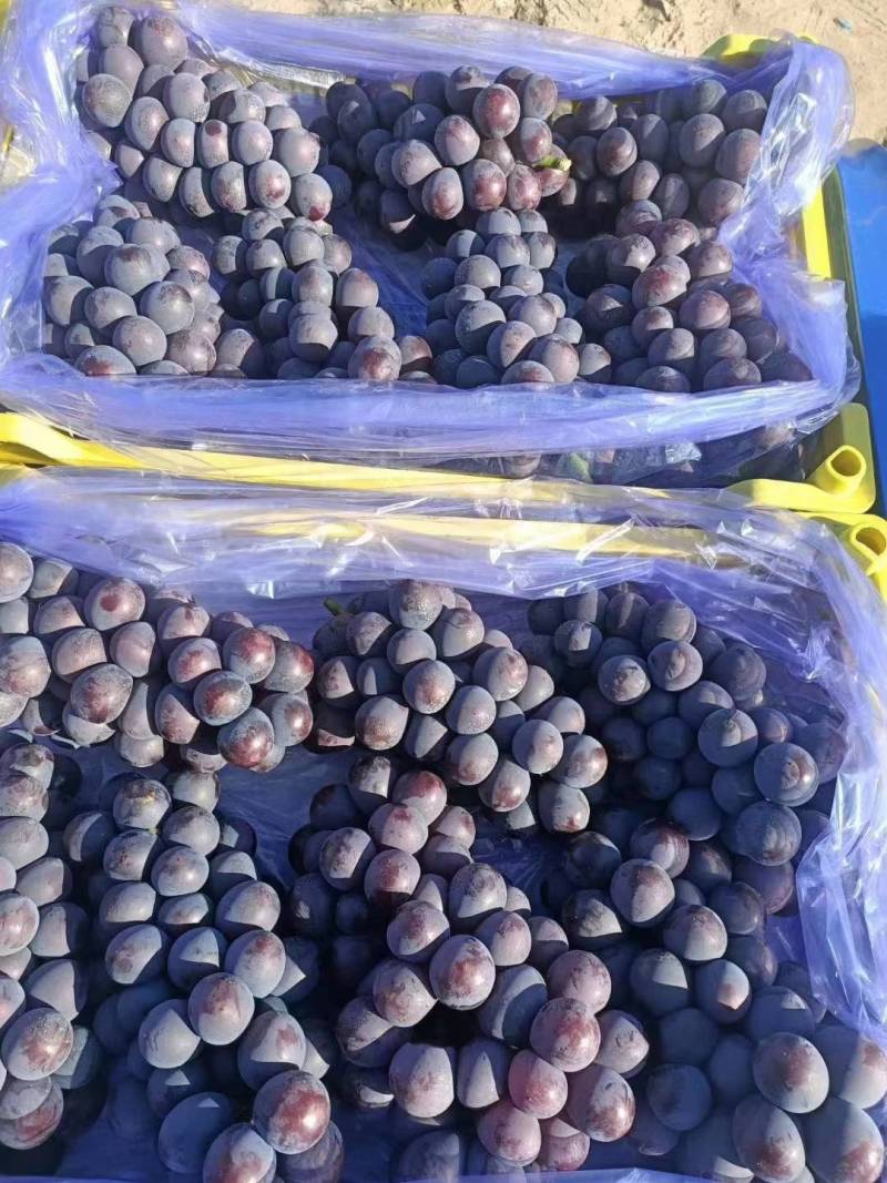 精品葡萄巨峰葡萄大量上市代发全国货源充足欢迎咨询