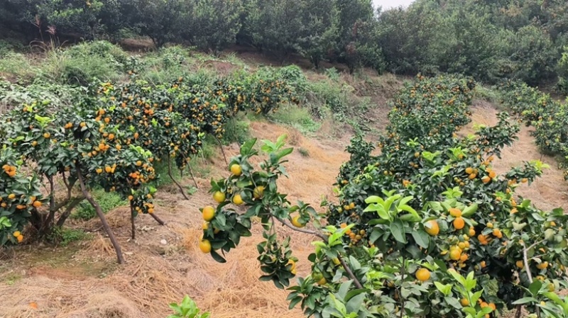 自家承包果园种植的沙糖桔