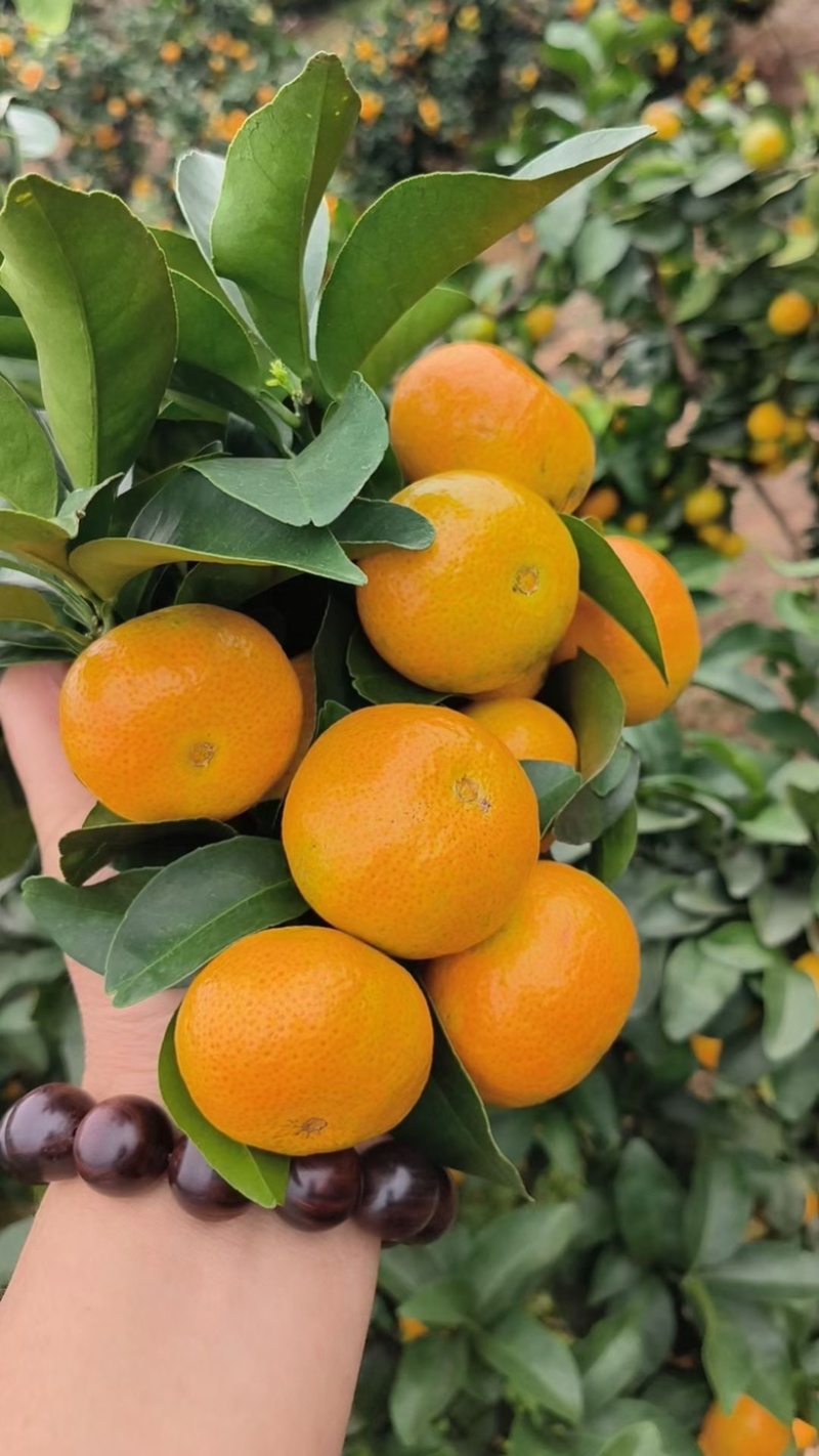 自家承包果园种植的沙糖桔