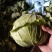 素有鱼米之乡美誉的江汉平原蔬菜种植基地甘蓝大量供应中