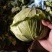 素有鱼米之乡美誉的江汉平原蔬菜种植基地甘蓝大量供应中