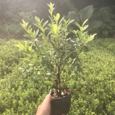 毛杜鹃