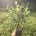 毛杜鹃