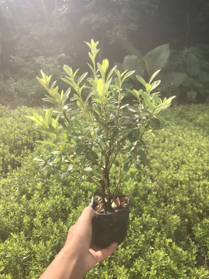 毛杜鹃