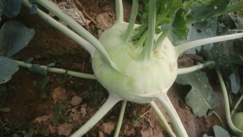 苤蓝