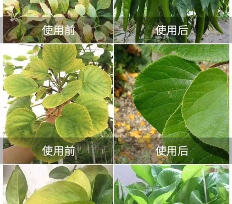 叶菜速长灵蔬菜长得快叶面肥小白菜青菜生菜油麦菜催生速长剂