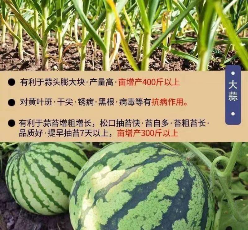 叶菜速长灵蔬菜长得快叶面肥小白菜青菜生菜油麦菜催生速长剂