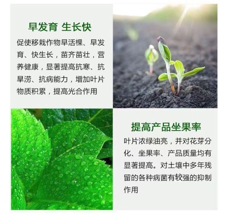 叶菜速长灵蔬菜长得快叶面肥小白菜青菜生菜油麦菜催生速长剂