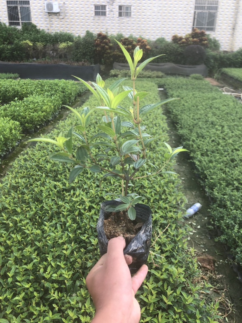 巴西野牡丹