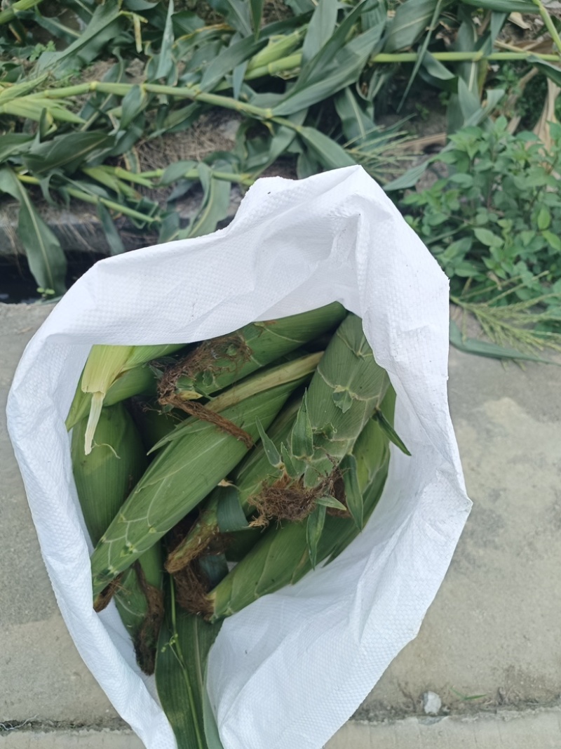 精品太阳花甜玉米